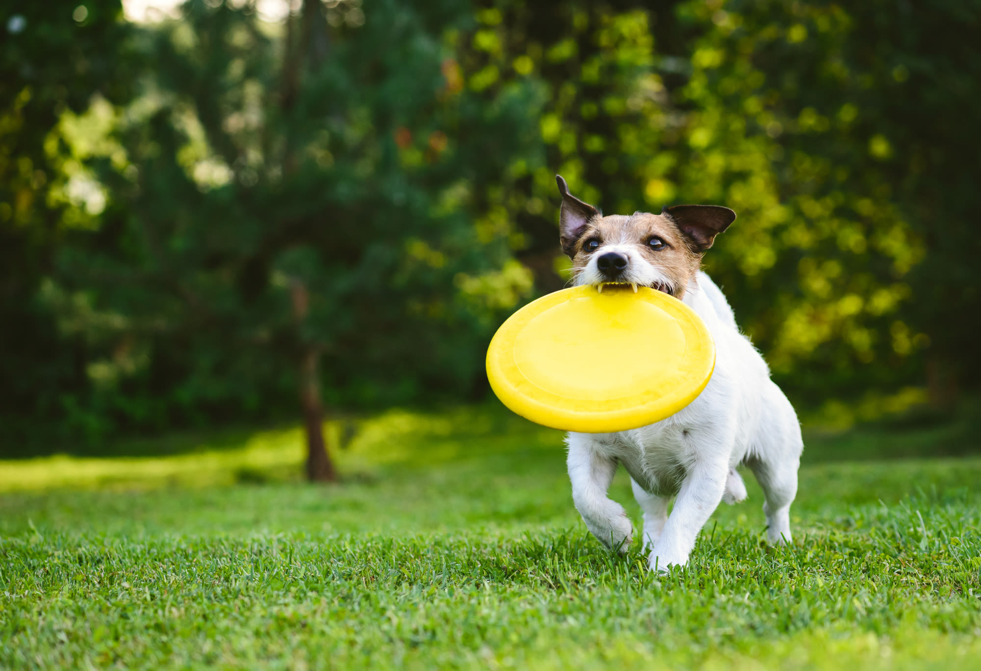  Dog playing  at Cottages of Shippensburg in Shippensburg, Pennsylvania