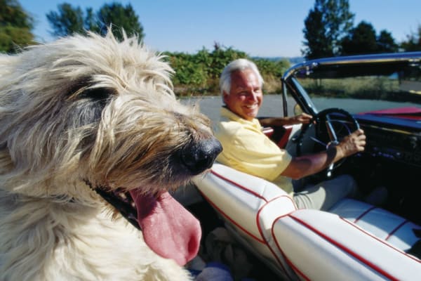 Man and his dog driving a car in Orange City, Florida at Villa Grande on Saxon