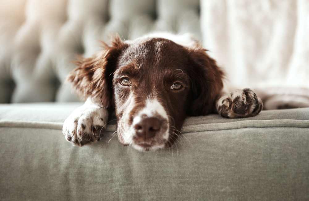 Brown and white dog resting on a couch at Indian Footprints Apartments in Harrison, Ohio