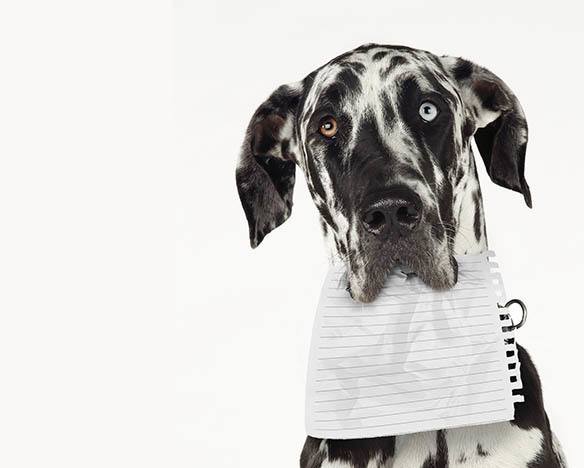Useful documents at Kelowna Animal Hospital