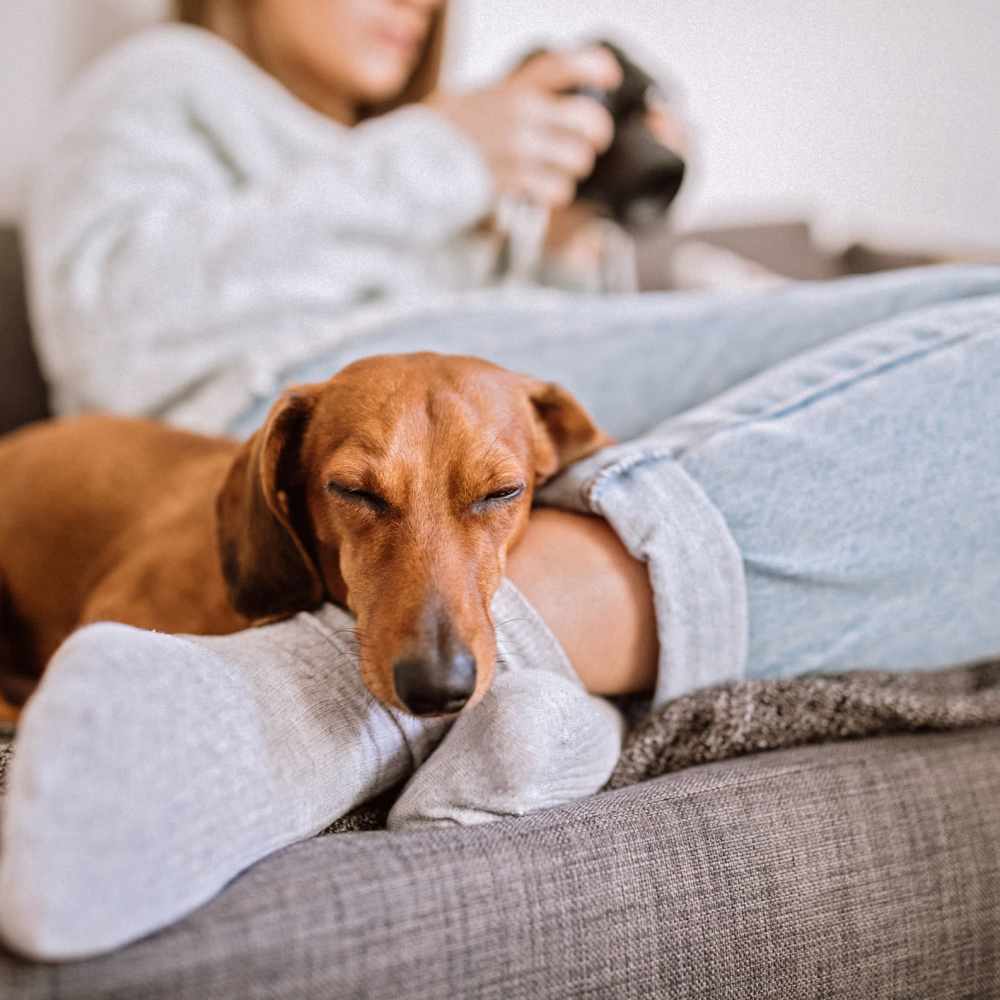 Happy dog sleeping on the couch with their owners at 14Fifty Neo City in Kissimmee, Florida