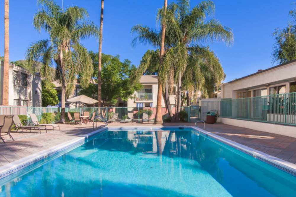 Beautiful community pool with palm trees at Tarzana Terrace in Tarzana, California