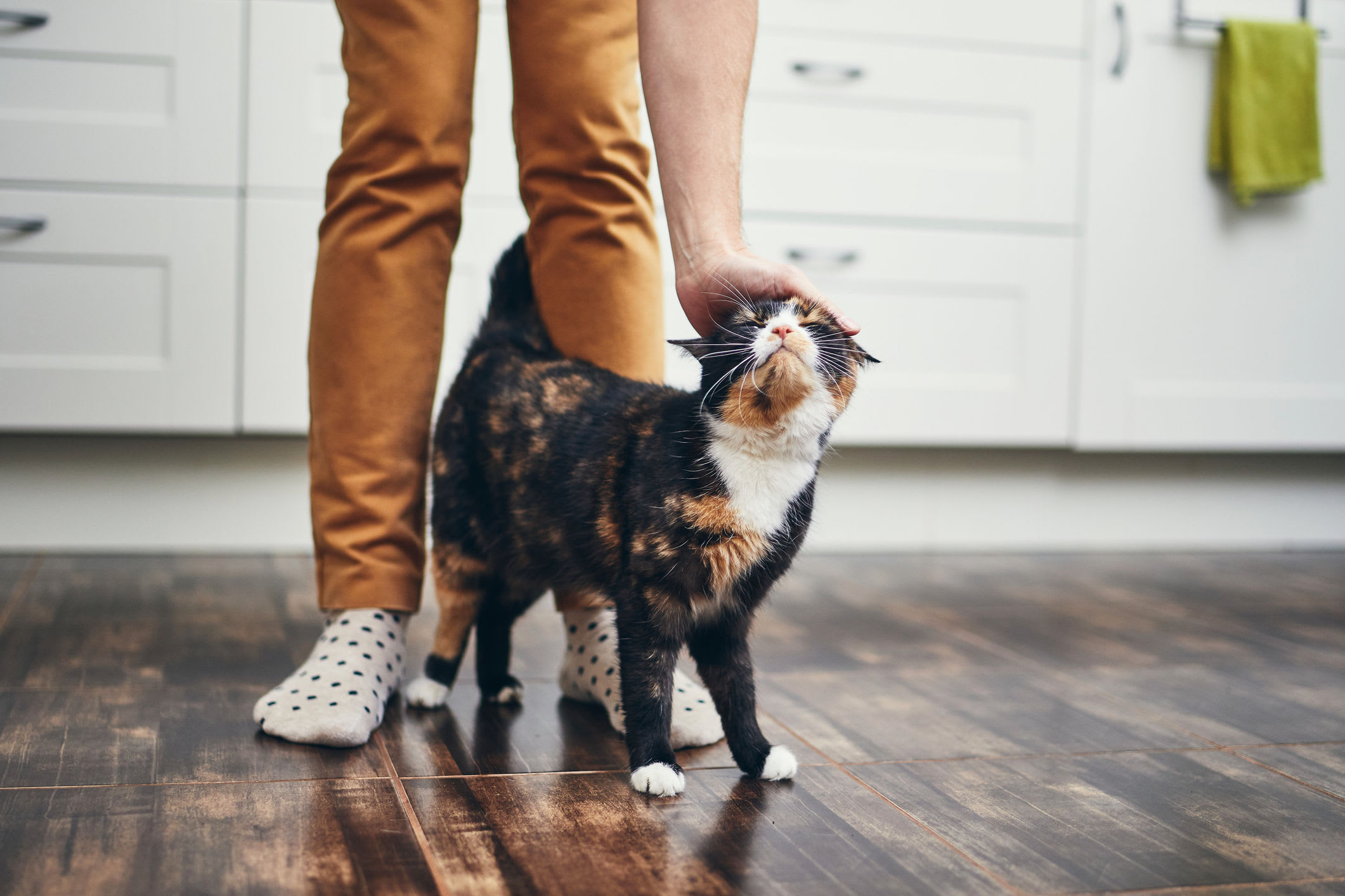 Resident petting their cat at the pet-friendly Franklin Commons in Bensalem, Pennsylvania