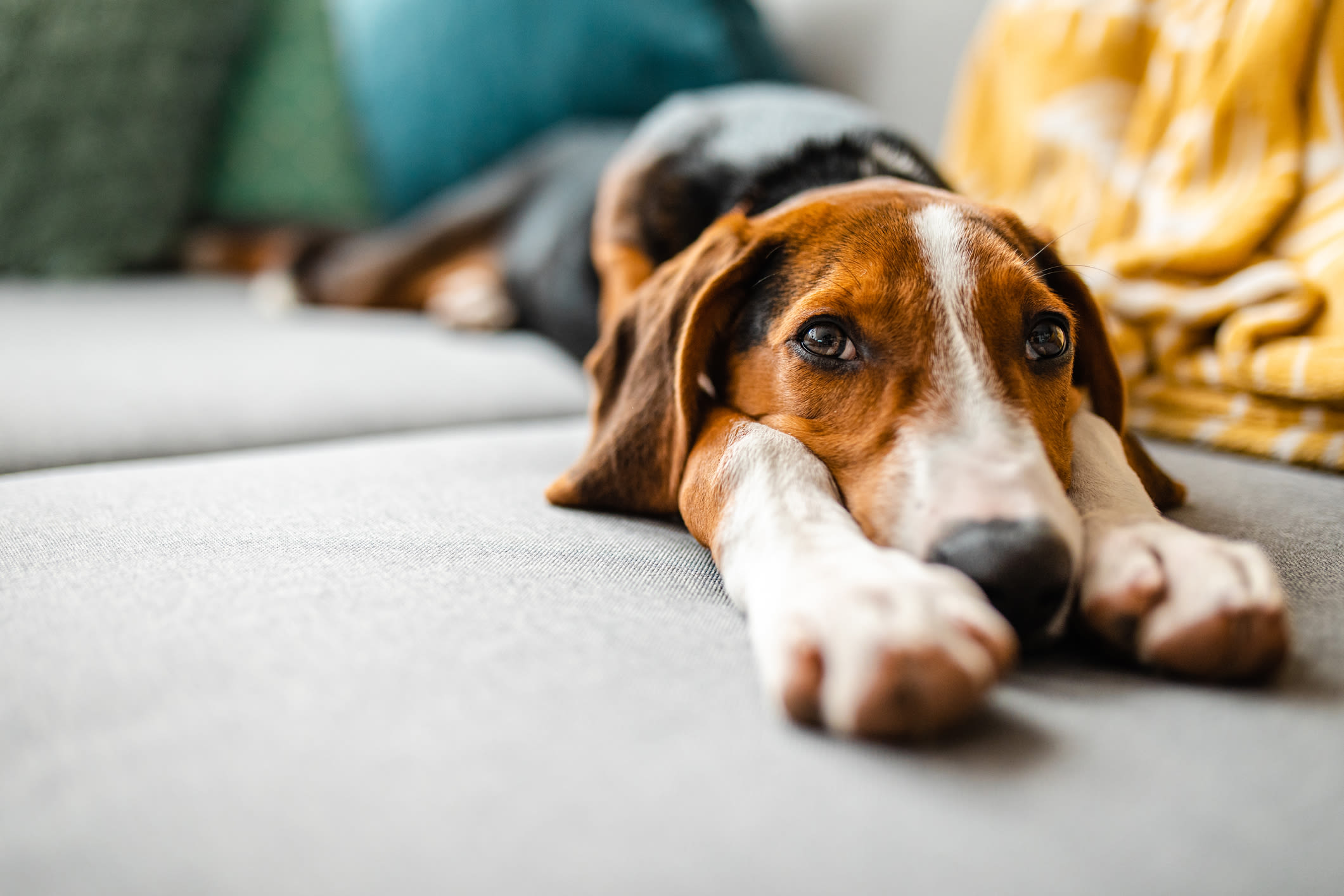 Resident dog laying on the carpet at Valley Park in Bethlehem, Pennsylvania