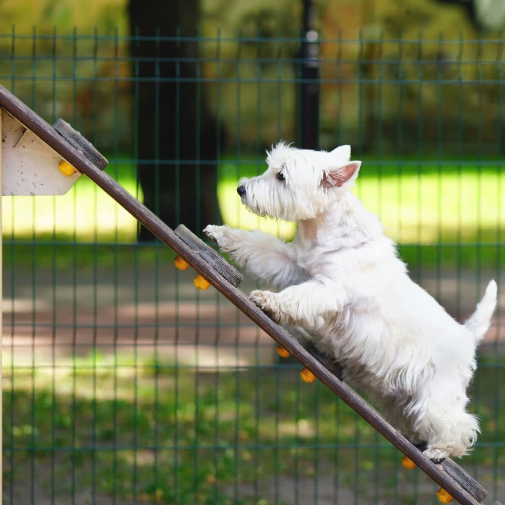 Happy dog running the agility course at a dog park near Oaks White Rock in Dallas, Texas