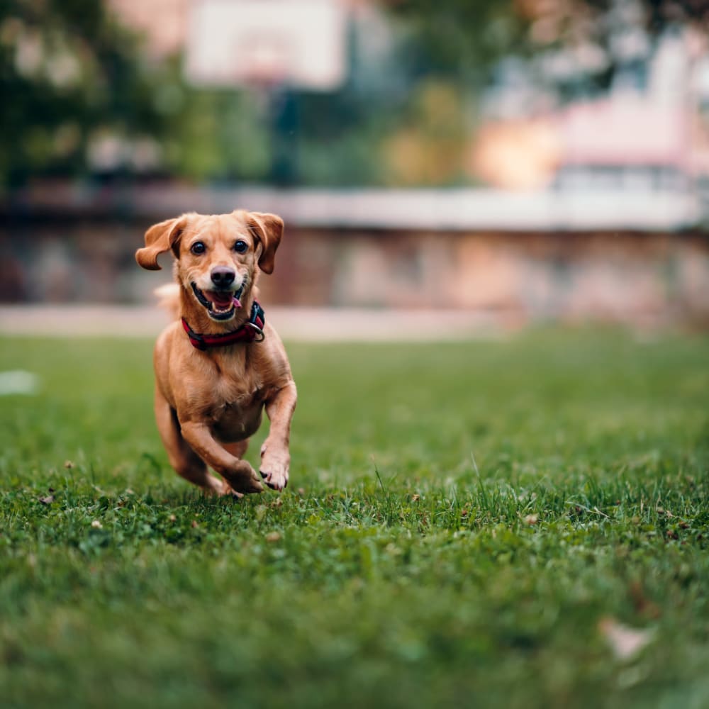 Resident dog running in the onsite dog park at Raintree Island Apartments in Tonawanda, New York