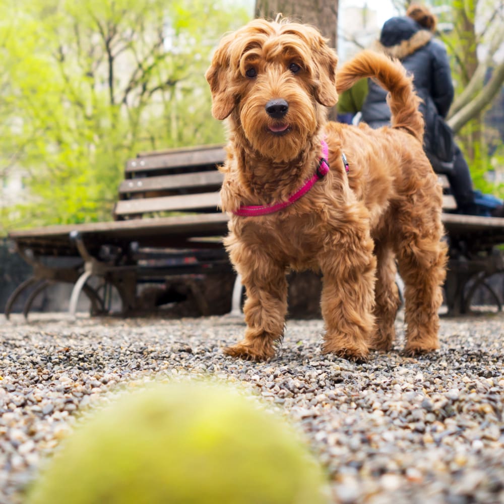 Dog playing with a tennis ball at Bellrock Memorial in Houston, Texas