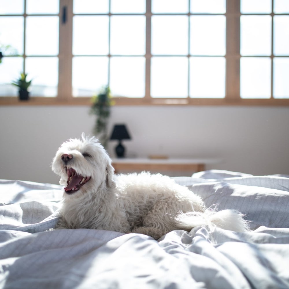 Puppy relaxing on the bed in apartment at Altoview Apartment Homes in Charlottesville, Virginia