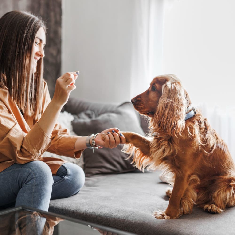 Resident playing with her dog at The Enclave at Delray Beach in Delray Beach, Florida