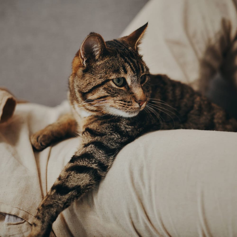 Cat relaxing at Courtyard Apartments in Stockton, California