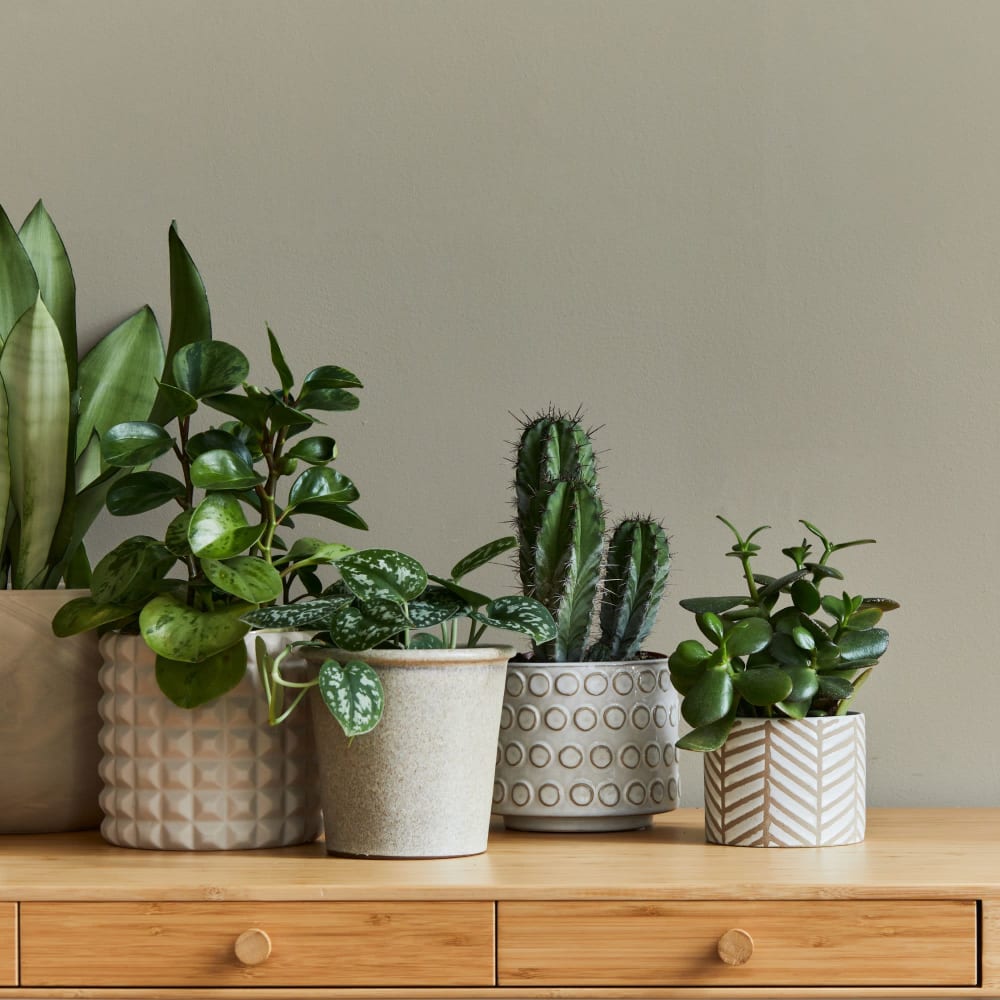 Succulents at Courtyard Apartments in Stockton, California