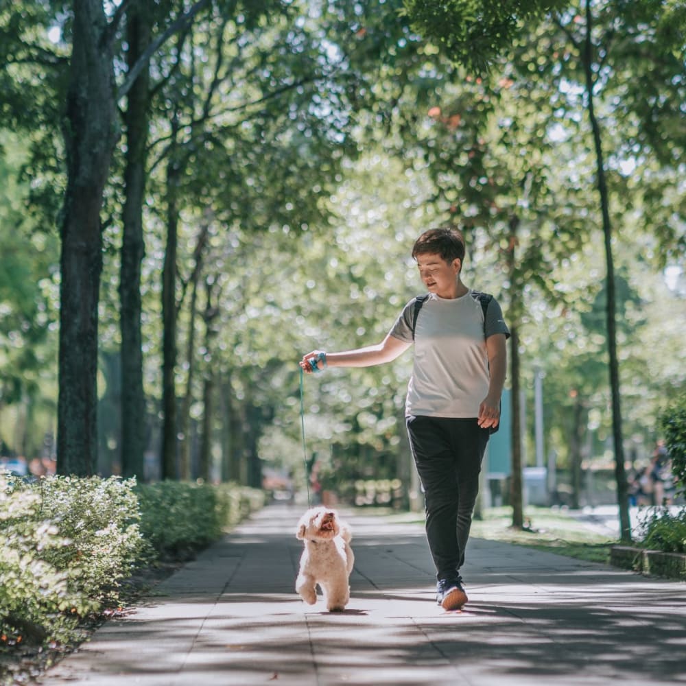 Resident walking his dog through a park near K Street Flats in Berkeley, California