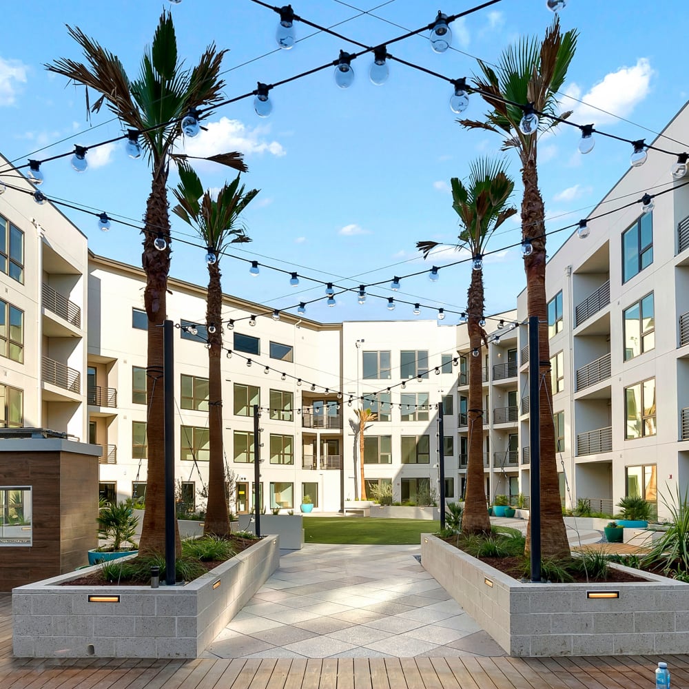 Palm trees stung with lights in community outdoor space at Artisan Crossing in Belmont, California