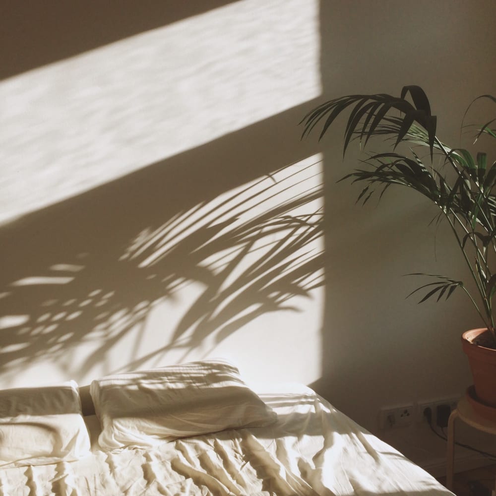 Palm plant casting a shadow on a wall at Yarmouth Apartments in Encino, California