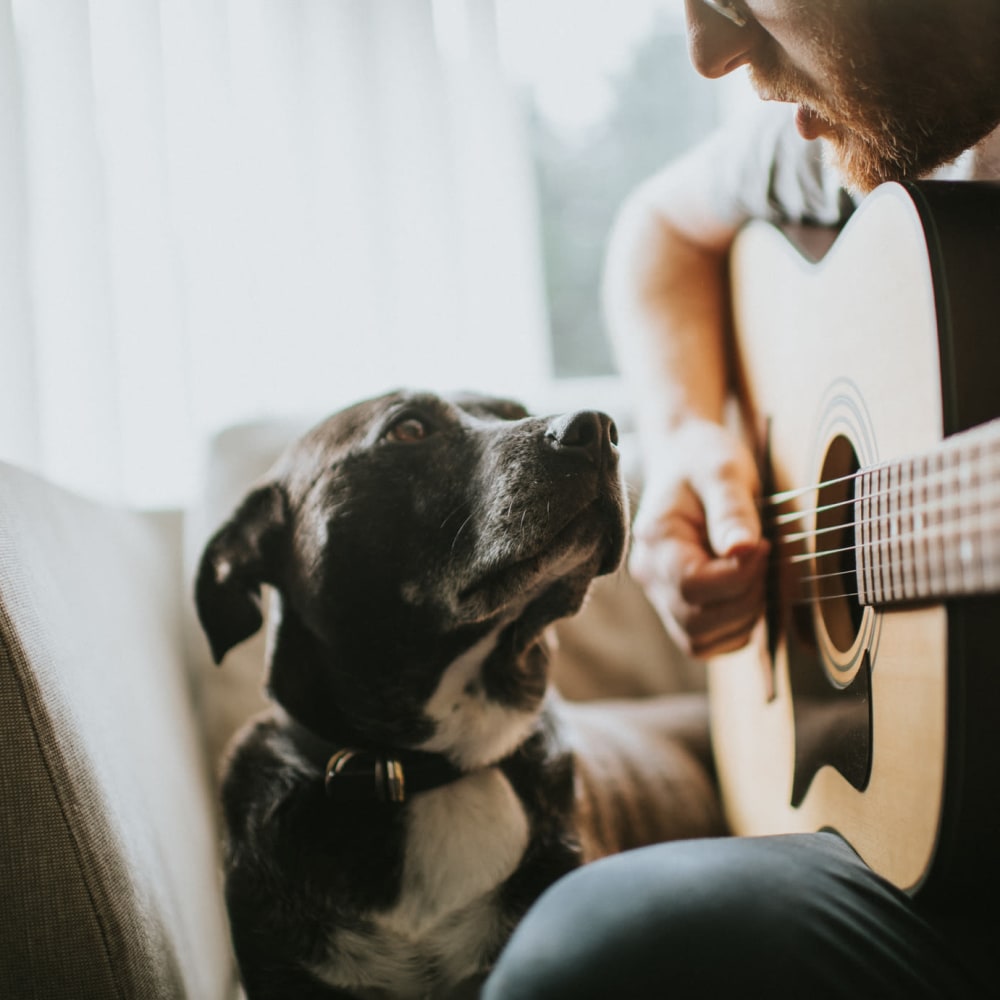 Man playing a guitar while his dog listens at Yarmouth Apartments in Encino, California