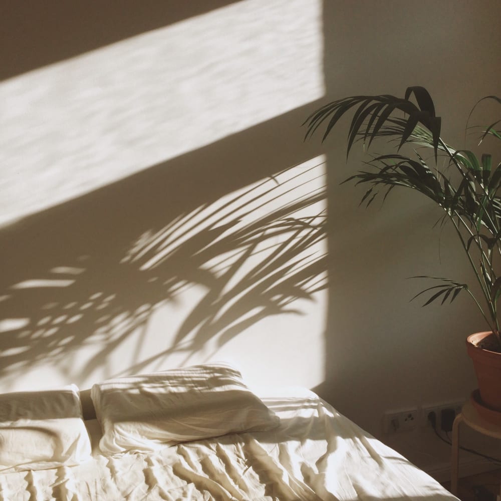 Palm plant casting a shadow on a wall at Sharp Leadenhall Apartments in Baltimore, Maryland