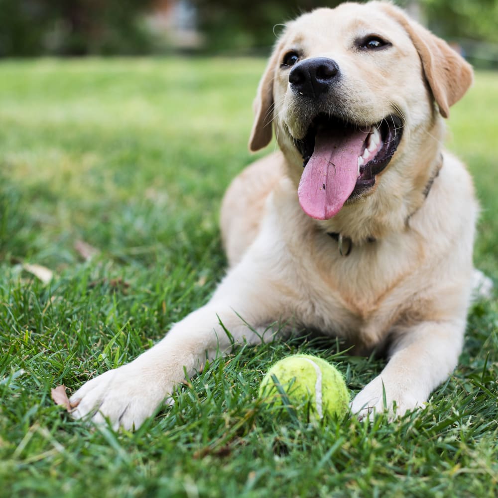 Happy pup with his ball at The Seville Apartments in Easton, Pennsylvania