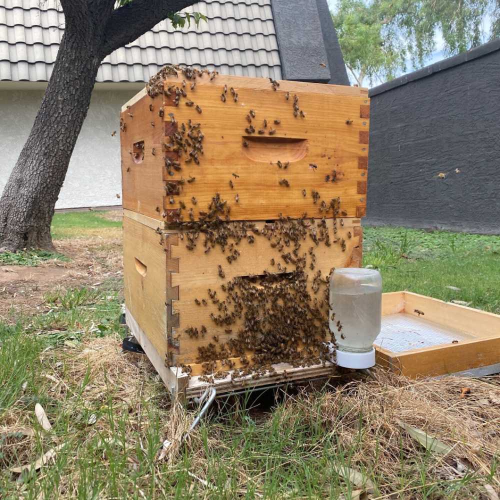 Bee hive at Highland Park in Tempe, Arizona