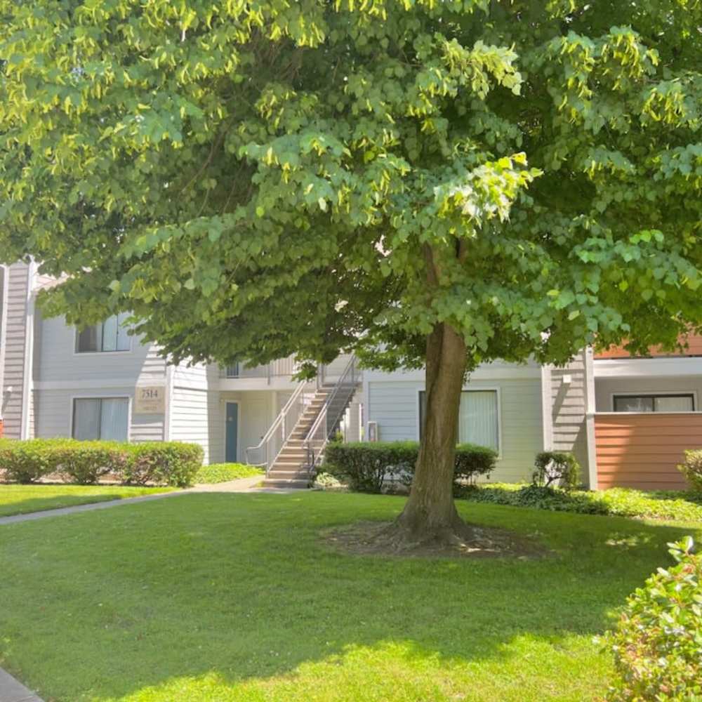 A shed of tree in Riverstone Apartments in Sacramento, California