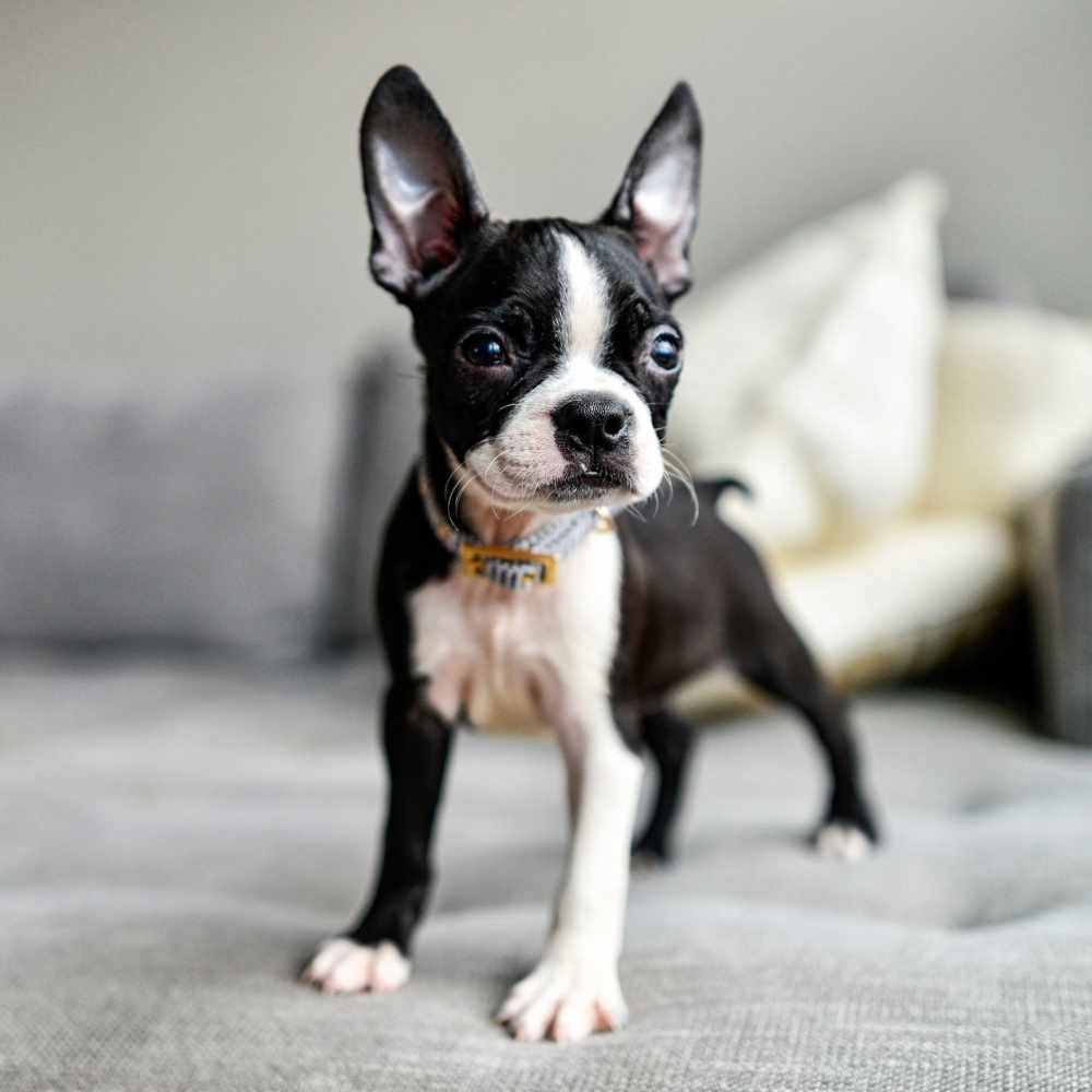 Cute pup posing in their home at The Station at San Marco in Jacksonville, Florida