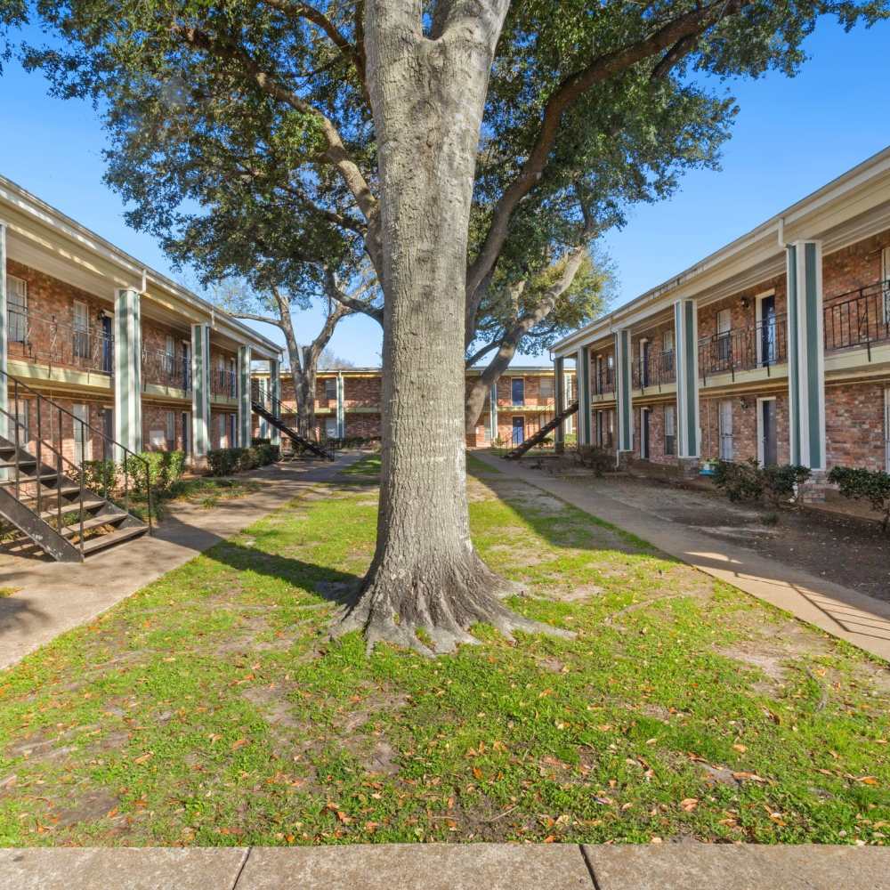 Large shade tree in the courtyard at La Carmona in Houston, Texas