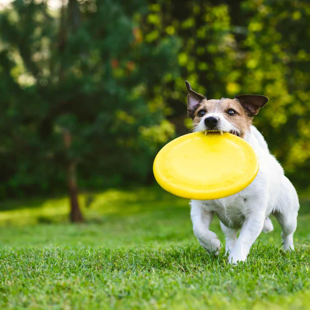 Dog playing fetch near 301 Monroe Place in Hoboken, New Jersey