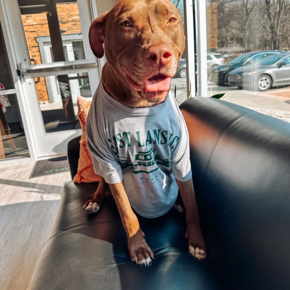 Cute brown pit bull at The Quarters at East Lansing in East Lansing, Michigan