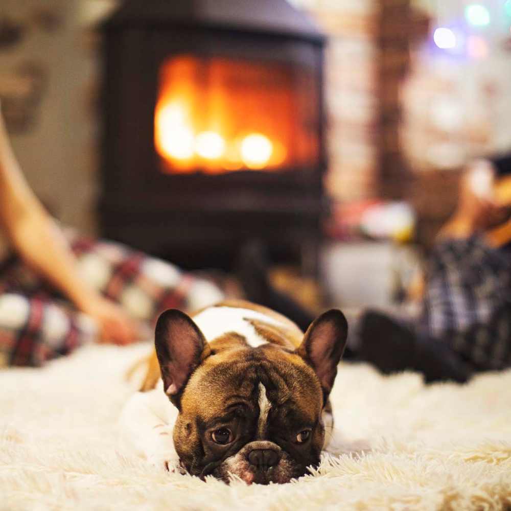 Dog sitting by a fireplace near at Bridger Peaks in Bozeman, Montana