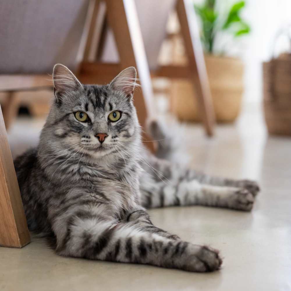 Cat lounging in a pet-friendly apartment at Elevation @ County Line Station in Englewood, Colorado