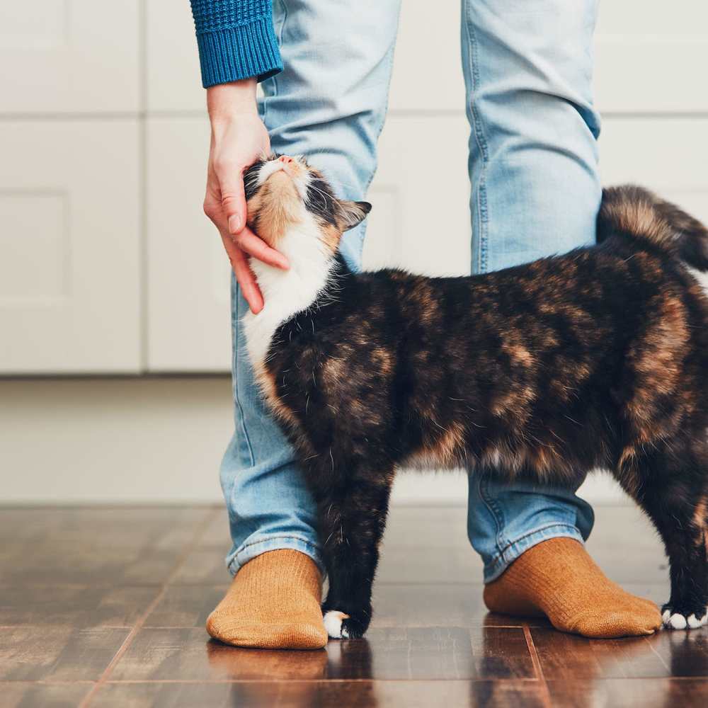Resident petting their cat at The Meadows in Sunnyvale, California