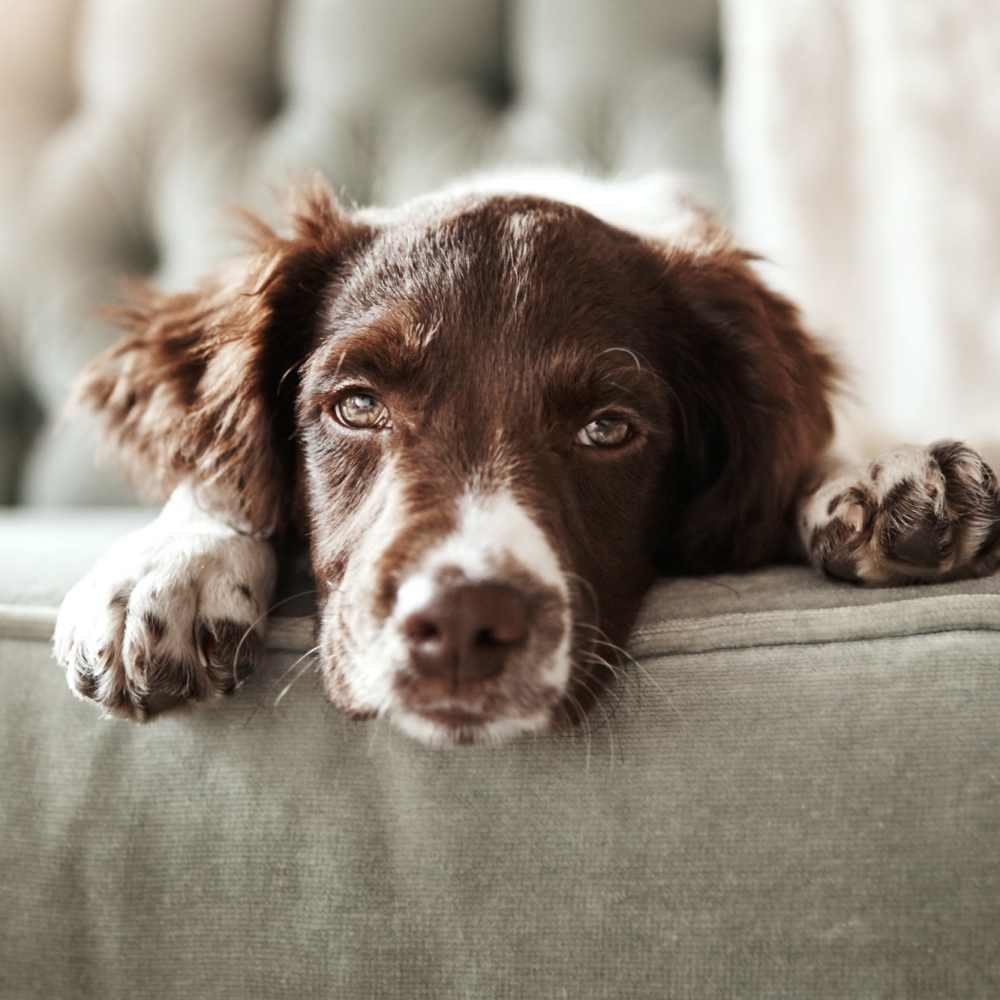 Pet friendly community at Granite Ridge in Brooklyn Park, Minnesota