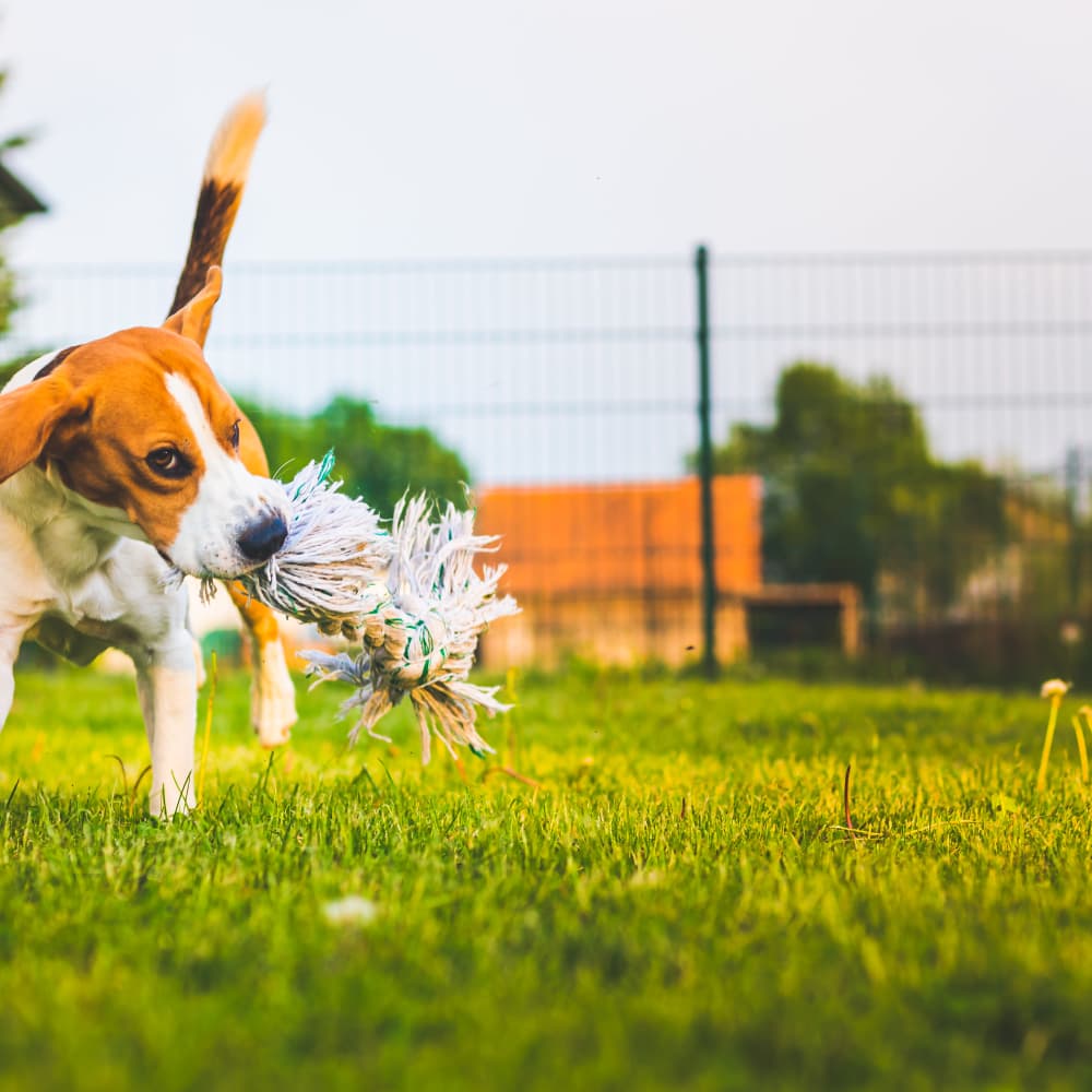 Happy dog playing outside on the green grass at 10 Newbridge in Asheville, North Carolina