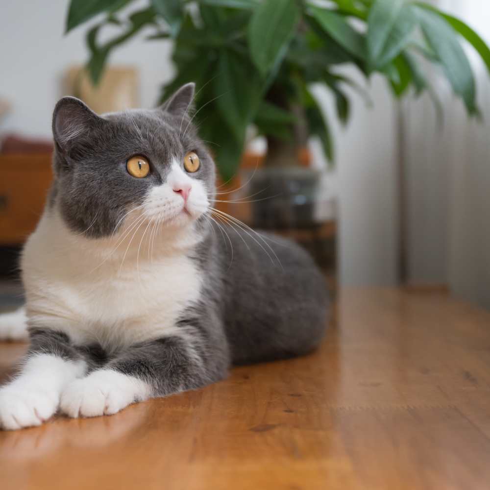 Cat relaxing on the living area's hardwood floor in her new apartment at 10 Newbridge in Asheville, North Carolina