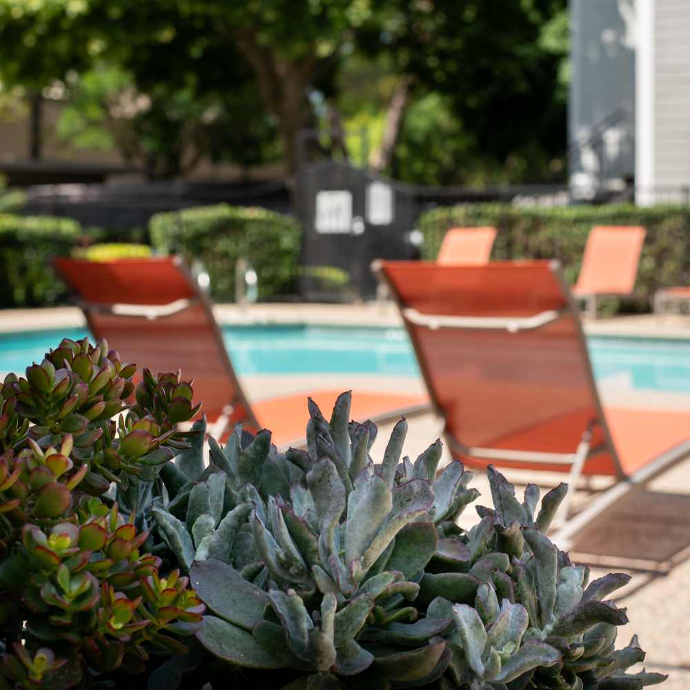 Relaxing pool area with lounge chairs and greenery at Riverstone Apartment Homes at Riverstone Apartments in Sacramento, California
