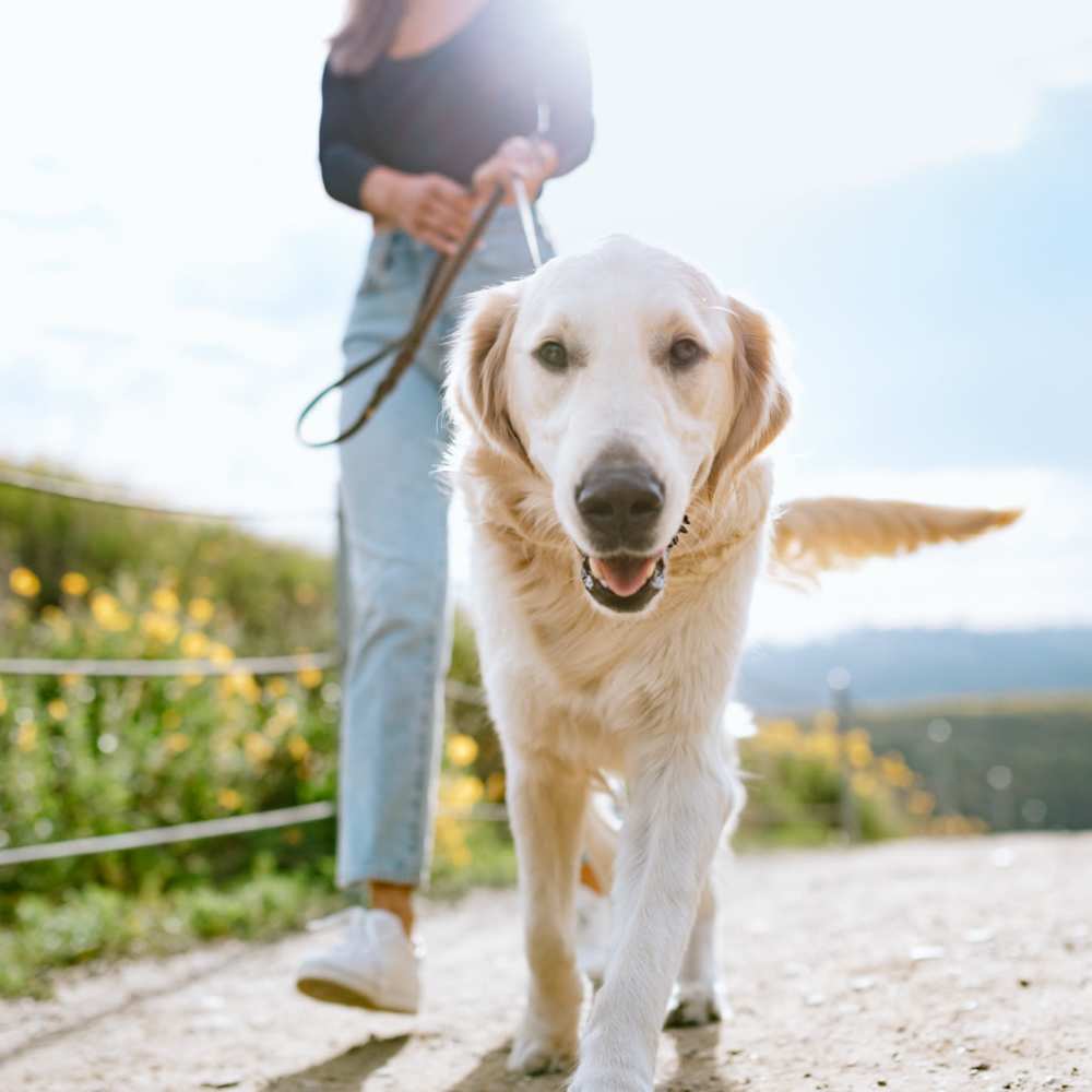 Resident with dog in park at Anthem at Creekside in Smyrna, Tennessee
