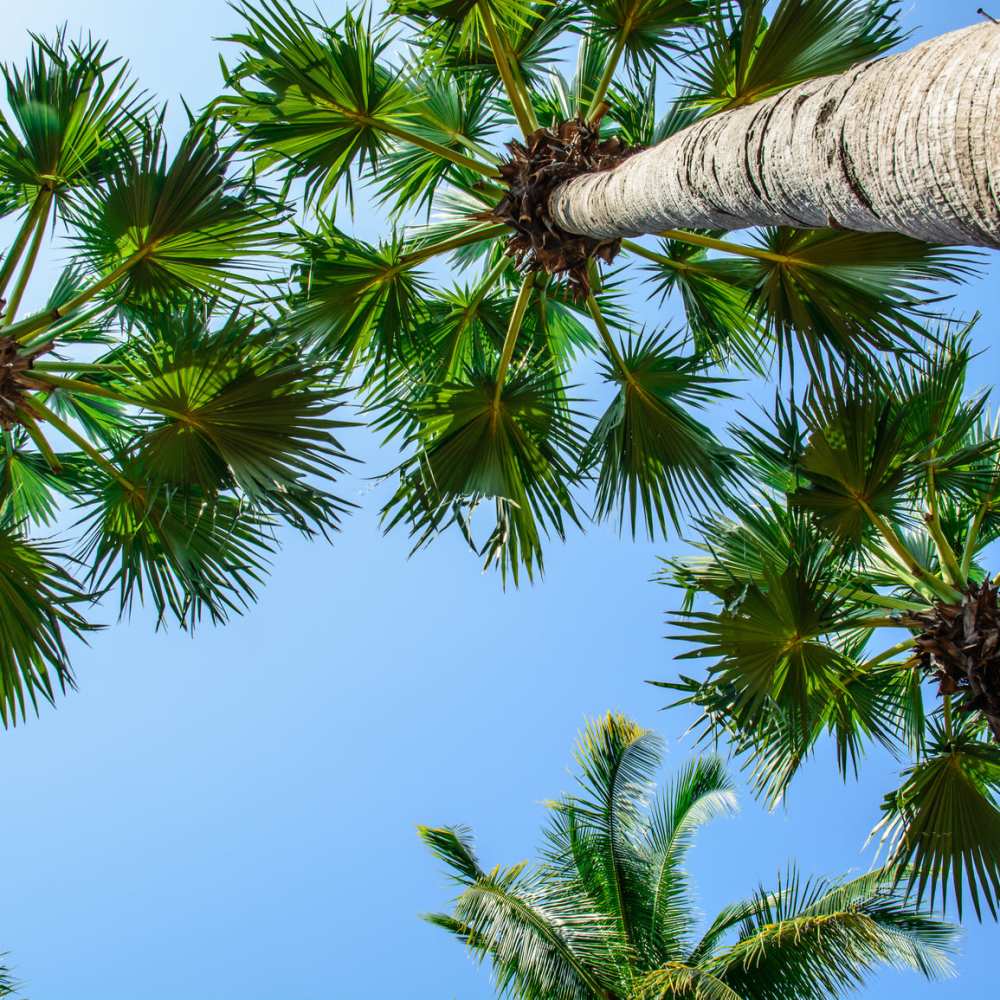 View of the trees from bottom at Nantes Manor in La Puente, California  