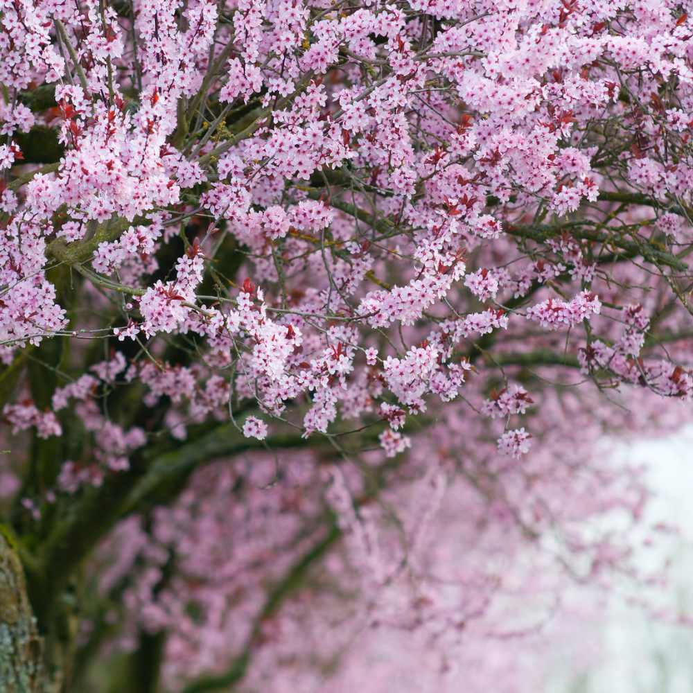 Beautiful pink colored tree at Nantes Manor in La Puente, California  