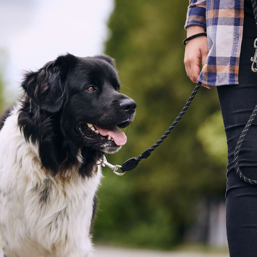Resident walking in park with his dog near The Depot at North Salem in Apex, North Carolina