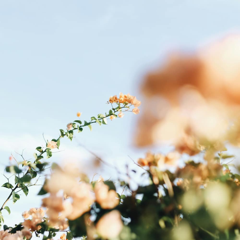 Flowers near Haven + Arrow in Rancho Cucamonga, California