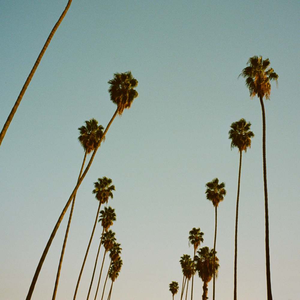 Pine tree near Haven + Arrow in Rancho Cucamonga, California