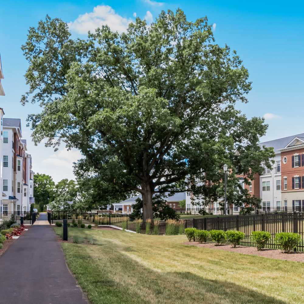 Community with greenery all around at Meadow Branch Apartments in Winchester, Virginia 