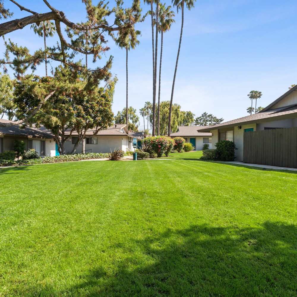 Lush green lawn with palm trees near Terramonte Apartment Homes in Pomona, California