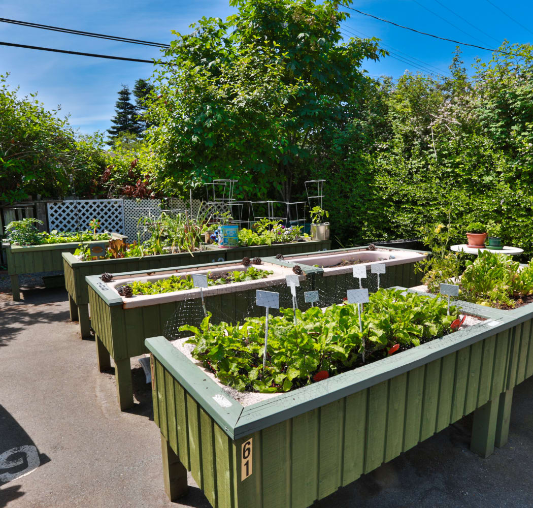 Fraser Tolmie Apartments garden bed in Victoria