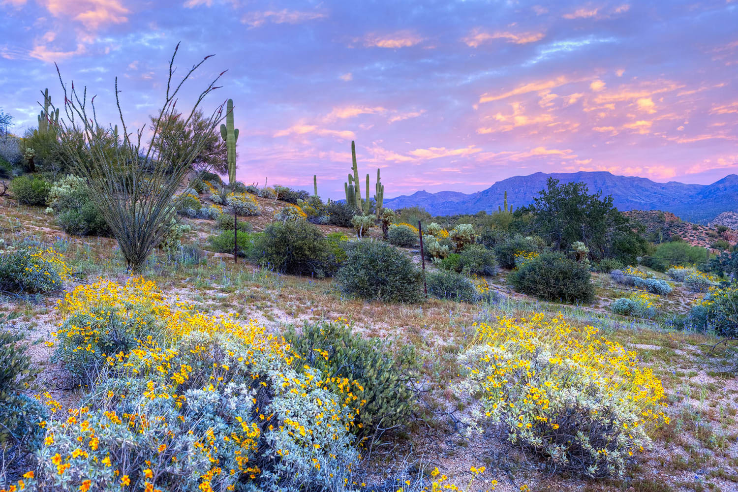 Nature near Dobson 2222 in Chandler, Arizona