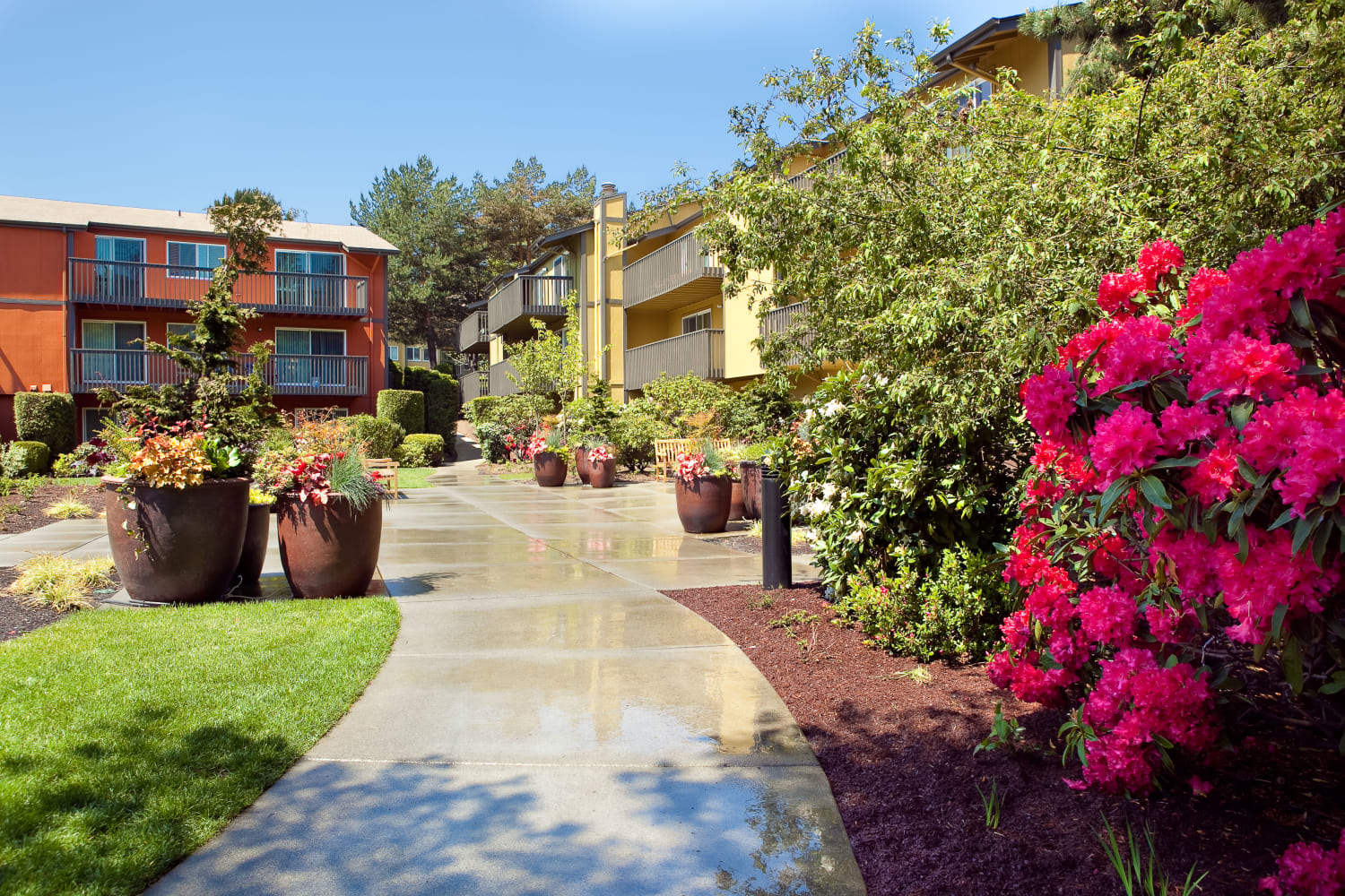 Well-maintained grounds at Edgewood Park Apartments in Bellevue, Washington