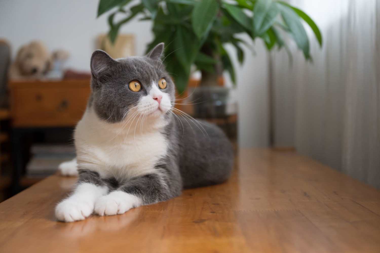 Cat pondering the meaning of life at Arrabella in Houston, Texas