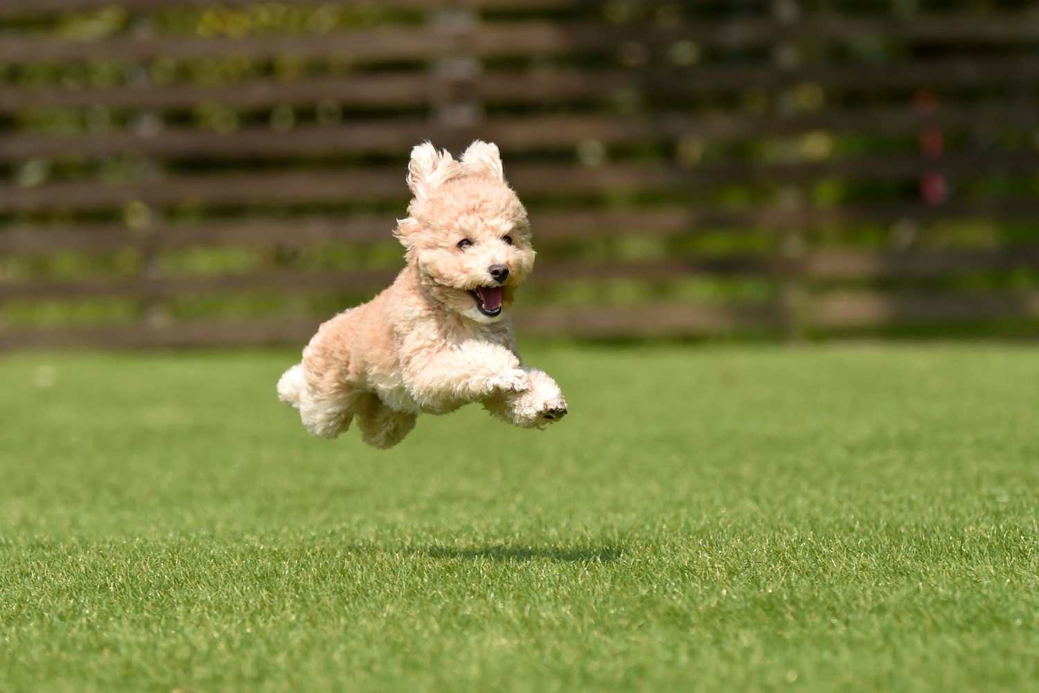 Dog gleefully bounding through a field of grass at Arrabella in Houston, Texas