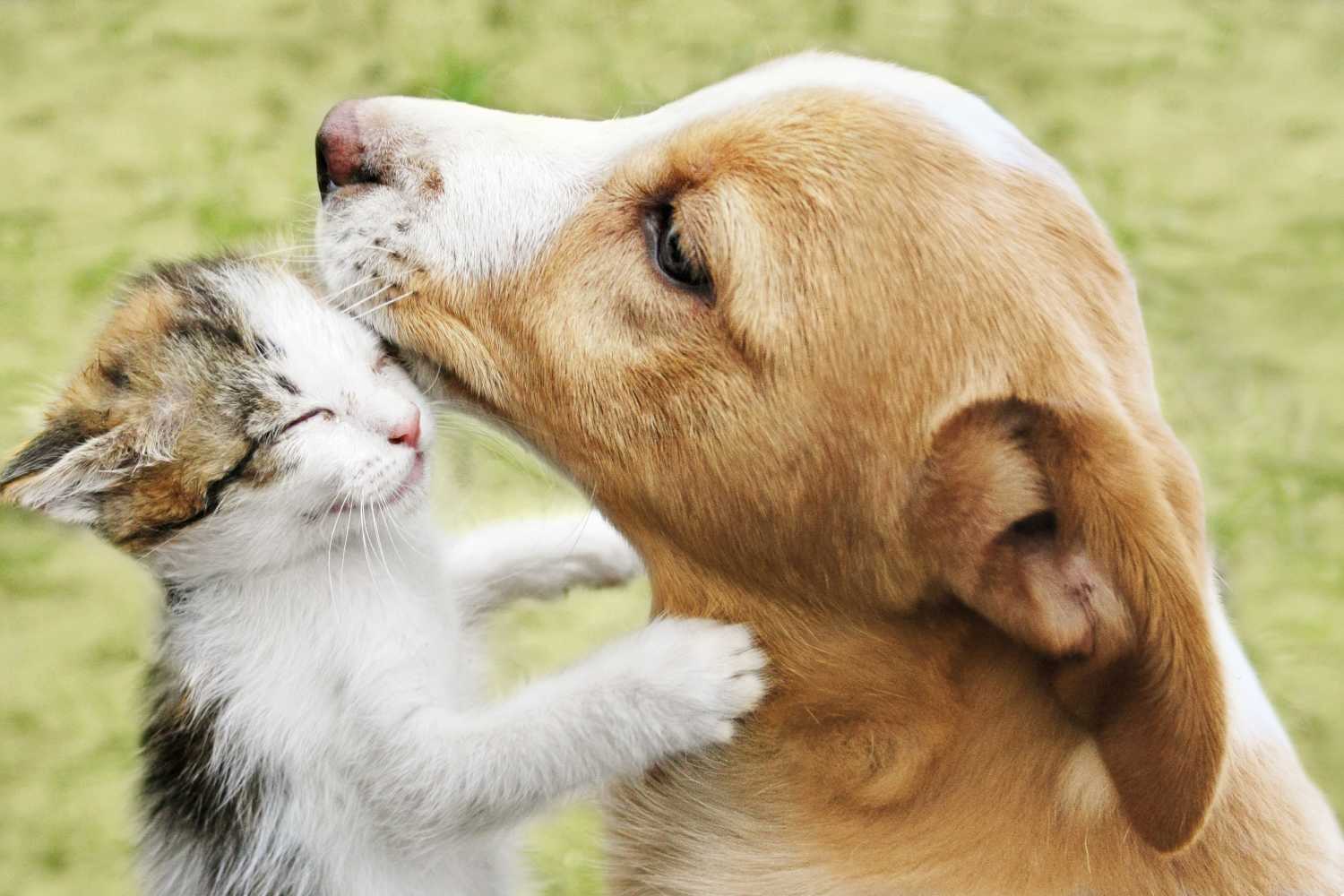Pet-friendly at Villa Montanaro in Pleasant Hill, California