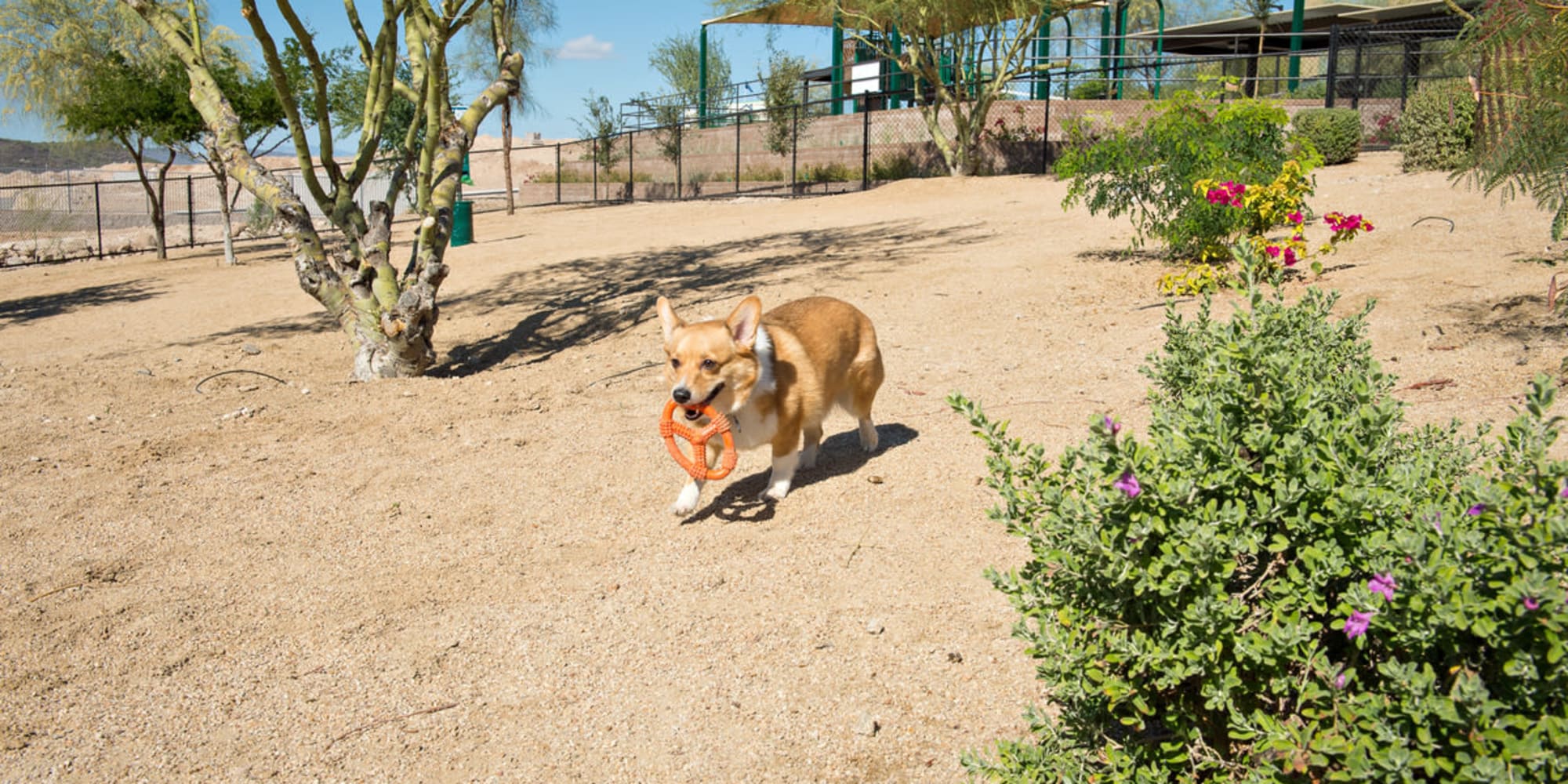 Dog smiling at Las Colinas at Black Canyon in Phoenix, Arizona