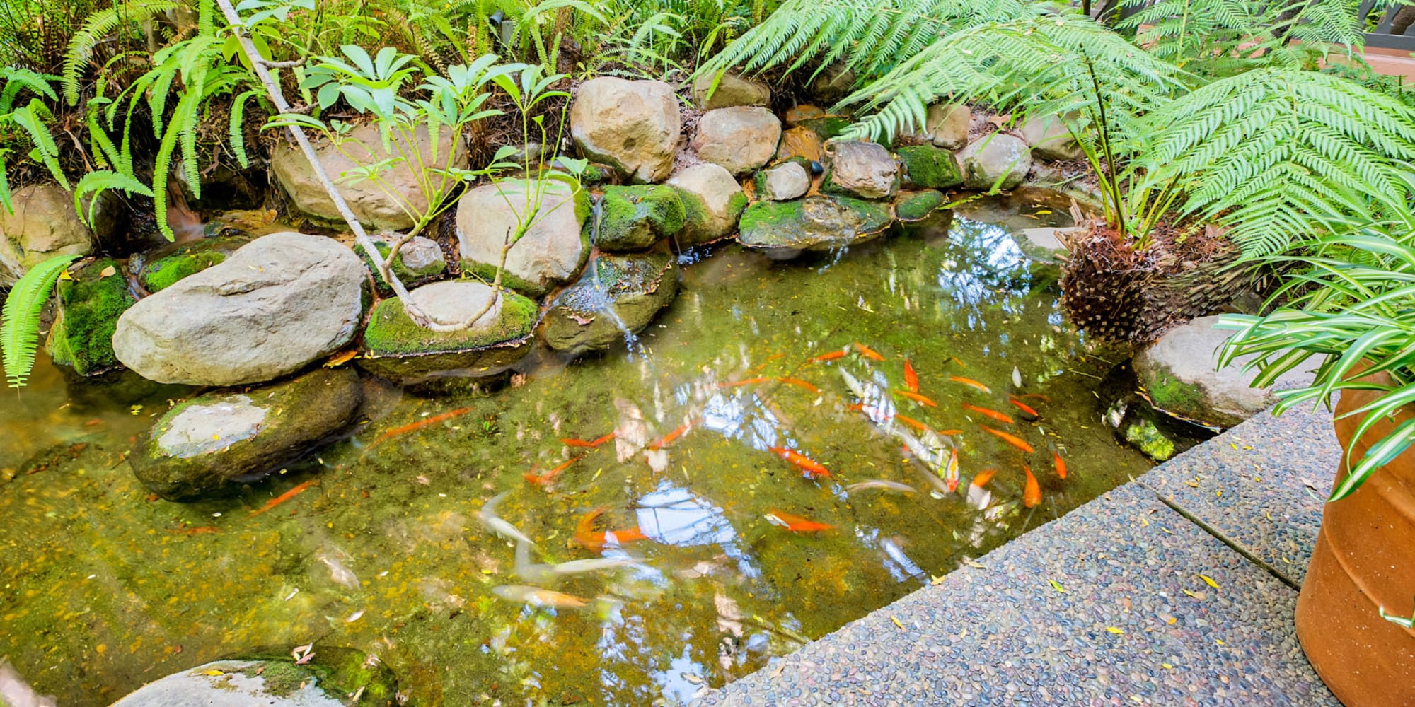 Koi pond at Casa Granada in Los Angeles, California